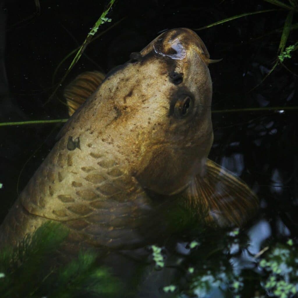 Graskarpfen im Teich